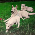 3 honden